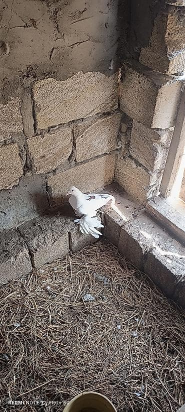 cuce ve xoruz: Erkek quşdu iri lələklidi — 2