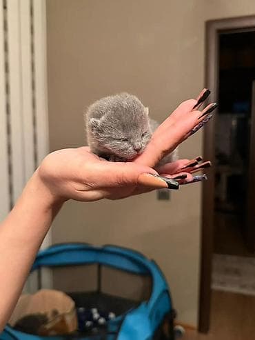 Britan, Erkək, Dişi, Ünvandan götürmə