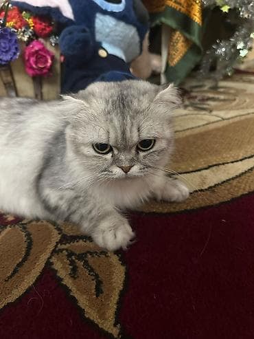 Şotland yastı qulaq — 3