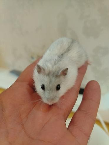 ev sicani: Balaca xamyaklar, Hamsterler satılır baladır 2 ədəd ağ qara biri erkek — 2