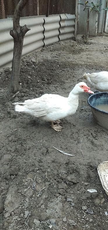 Toyuqlar: Erkək, | Lal ördək, Damazlıq, Ünvandan götürmə — 2