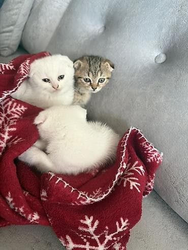 Heyvanlar üçün mallar: Şotland yastı qulaq — 6