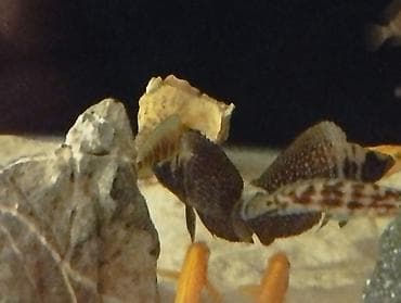 Balıqlar: Cixlid balığı — 2