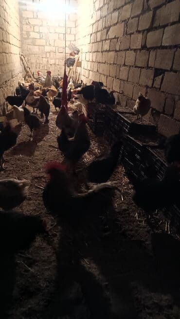 fizan toyuqlari: Toyuq, Yumurtalıq — 5