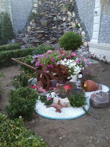 lipa ağacı: Dekarativ agaclarin satisi qazon torpaq torf diger gubrelerin satisi — 9