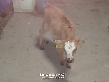 Proton: Südlük-damazlıq istiqamətə uyğun buzov - Cins: yerli südlük tip — 3