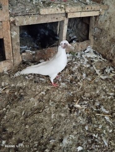 danışan tutuquşu satışı: Qiymət 1-ne aiddir.boz əbrəş erkek 16 tük,mor çəp erkək 18 tük.Əbrəş — 11