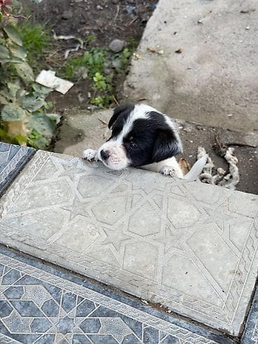голд шиншилла: Звонок, 1 месяц, Самец, Самовывоз — 4