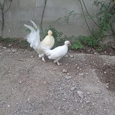 kend cuceleri: Toyuq, Damazlıq — 5