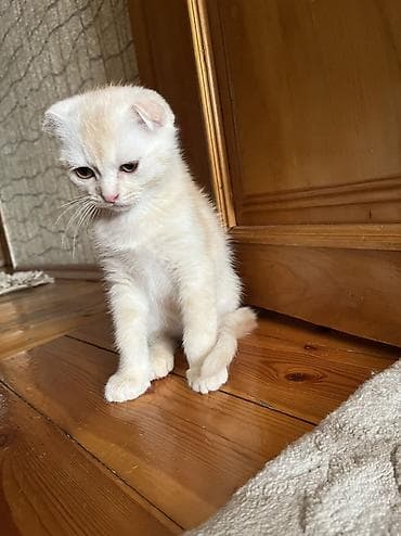 cuce satiwi: Şotland yastı qulaq, Erkək — 5