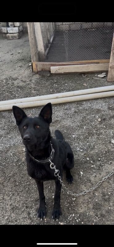 Qara rəngli it – güclü, çevik və ayıq-sayıq gözətçi Euro afçarkadır