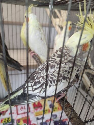 попугай жако купить в баку: Qəfəs quslar — 17