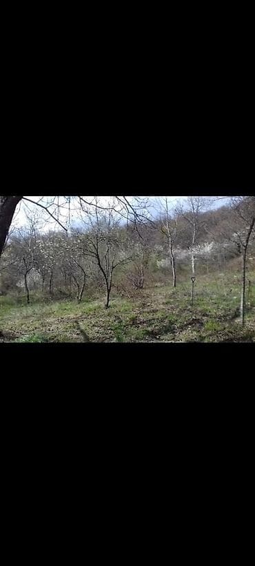 qala torpaq: Salam! Qəbələ rayonuda mərkəzə 15 dəqiqəlik məsafədə yerləşən dag — 1