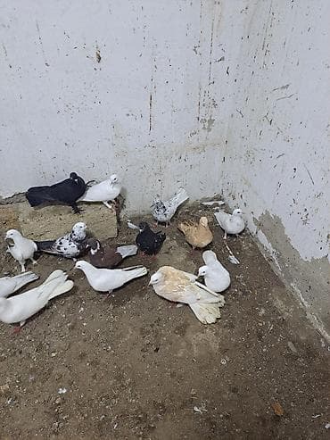 Pişiklər: Ev göyərçinləri – ağ və ağ-boz naxışlı - Növ: ev/ucan göyərçinlər - — 5