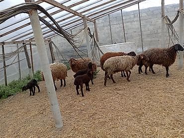 Gəmiricilər: Dişi, Qala, il: 1, 50 kq, Damazlıq, Ünvandan götürmə — 3