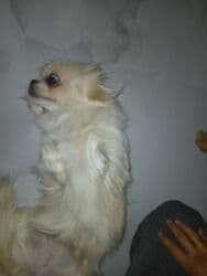 xaski iti: Pekines, 10 ay, Dişi, Peyvəndli, Ödənişli çatdırılma — 3