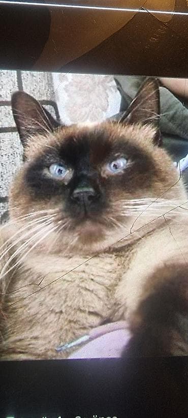 pisik adlari: Ev pişiyi – müxtəlif rənglərdə - Rənglər: tünd boz (mavi tonlu), ağ — 2