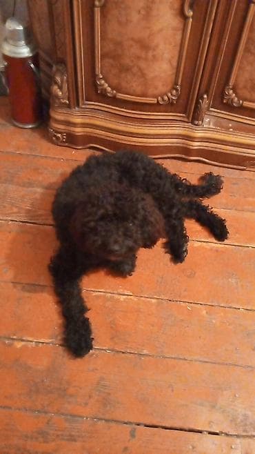 pitbull iti qiymeti: Pudel, 2 il, Dişi, Cütləşmə üçün — 1