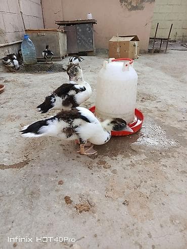 hamster satis: Gördüyünuz 52-53 günlük lal ördəklərdir 5 ədədi satılır ünvan binə — 7