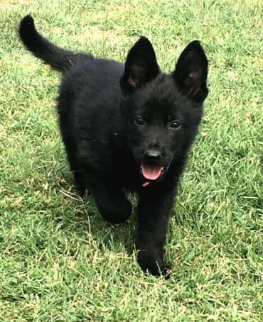 немецкие овчарки щенки купить: Немецкая овчарка, 2 месяца, Самец, С прививками — 2