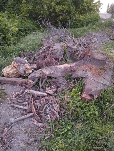 купить пластиковый бак для воды: Gilas fındıq kökləri kömürçün yarıyır — 3