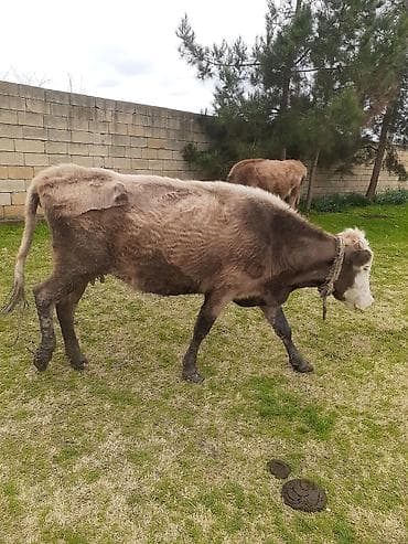 heyvan per page 40: Mal-qara: Yerli inək Xüsusiyyətlər: - Şəkillərdə bir neçə yerli inək — 3