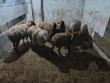 erkək keci: Qoyun-keçi sürüsü - Şəkillərdə müxtəlif cinsli qoyun və keçilərdən — 10