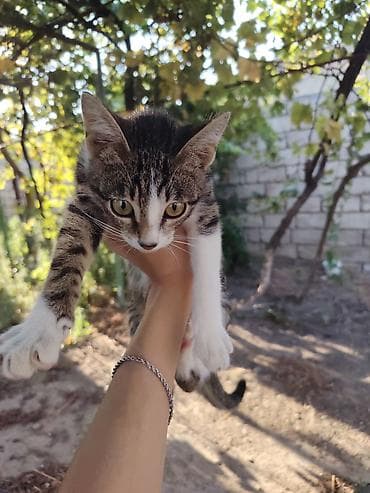 Erkək, Yaxşı əllərə, Ödənişli çatdırılma lalafo.az -da Erkək, Yaxşı əllərə, Ödənişli çatdırılma