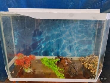 red bull soyuducu: Prablemi yoxdu matoru yanib — 1