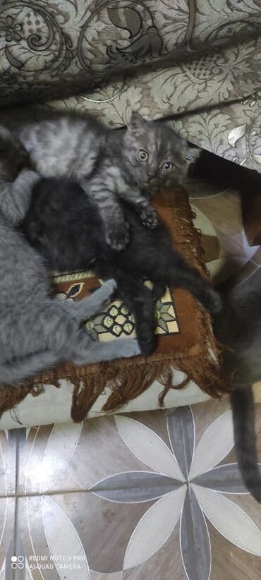 купить сибирского котёнка: Шотландская, Самец, Самка — 8