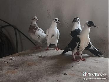 pidbul balası: 1əbrəş maya-1 göy quyruq çilbaş maya-2dənə baladan çıxma qarabaş — 1