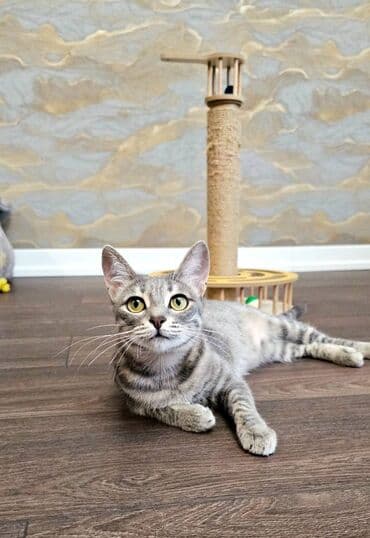 alisanın pişiyinin adı nə idi: Dişi, Yaxşı əllərə — 7