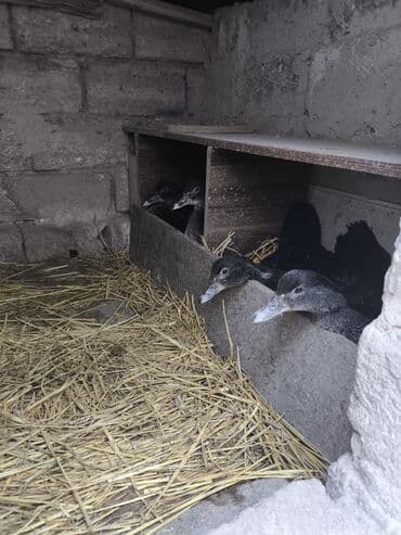 mirvari ördək: Məhsul: Amerikan sortu təmiz cins qara zümrüd lal ördək 4 aylıq cütü — 5