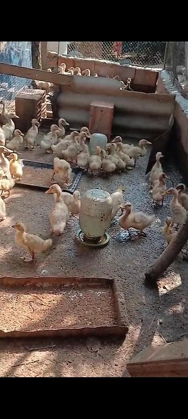 british cat: Pekin ördəy balaları satılır istəyən əlaqə saxlasın unvan Lənkəran — 4