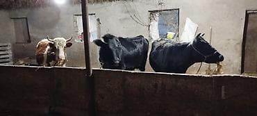 9 aylıq bogaz mallardır. Ətraflı məlumat üçün zəng edin