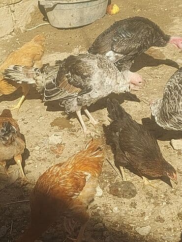 хаски цена в баку: Курица, Для мяса, Самовывоз — 3