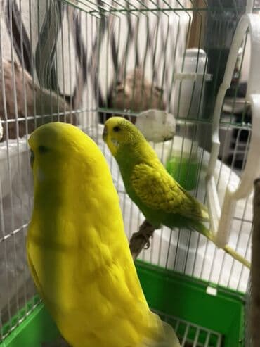 Gəmiricilər: Salam Muhabet qoşdur bir dişi bir Erkekdir qefes yem qabı su qabı — 4