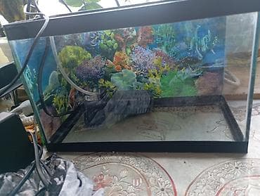 Akvaryum dəsti - Şüşə akvaryum: düz kənarlı, şəffaf lalafo.az -da — 2 Akvaryum dəsti - Şüşə akvaryum: düz kənarlı, şəffaf — 2