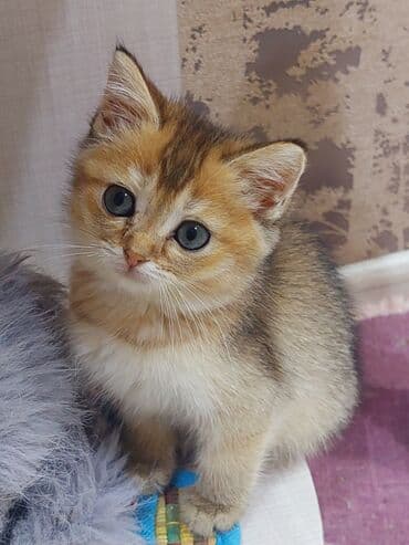 şotland pişiyi etibarlı əllərə verilir: Şotland, Dişi, Yaxşı əllərə, Ünvandan götürmə — 4