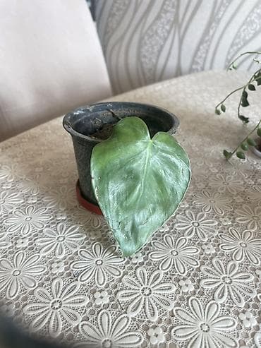 dekorativ bitkilər: Filodendron (Philodendron hederaceum) şlamı – qara plastık dibçəkdə - — 1