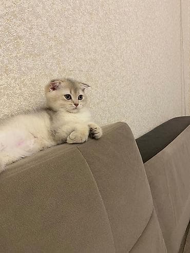 pişik cutləşdirilir: Şotland, Erkək — 1