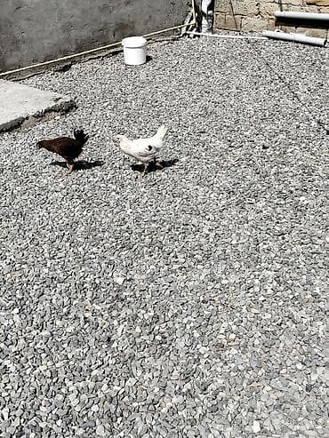 sevgi quşu: Çolpalar sağlam dır 20 dənədir — 3