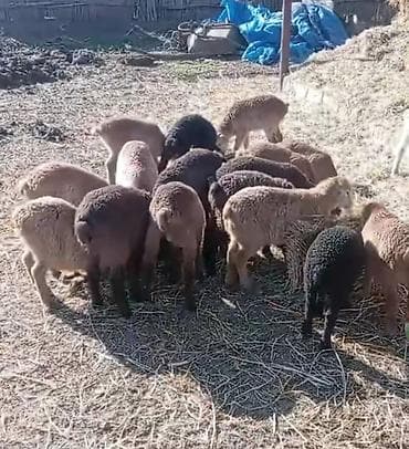 👉 Quzular satilir 20 eded lalafo.az -da 👉 Quzular satilir 20 eded