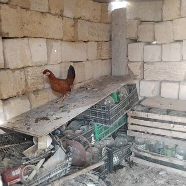 cins inekler: Toyuq, Yumurtalıq — 3