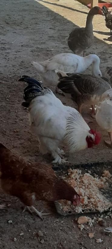 купить собаку в: Serebris brama qarsiq ayagi tukklu esil damazliq 9 ayliq 30 azn — 3