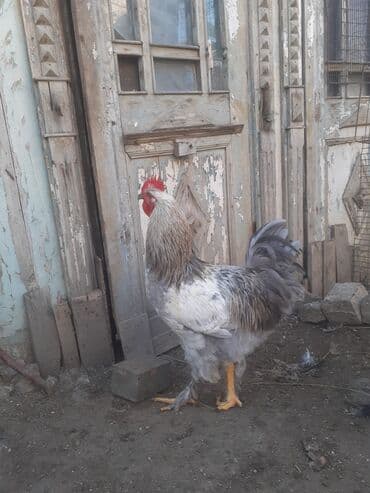 heyreti xoruz: Xoruz 35 azn .ceki 2kg. 700 gr. 055 880 85 29 — 7