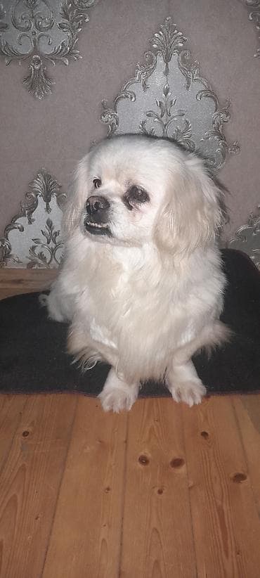 İtlər: Pekines, 2 il, Dişi, Peyvəndli, Ünvandan götürmə — 2