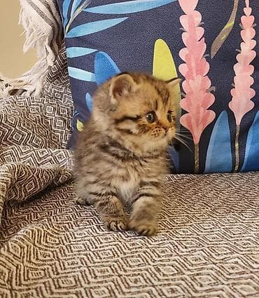 Britan, Erkək — 2