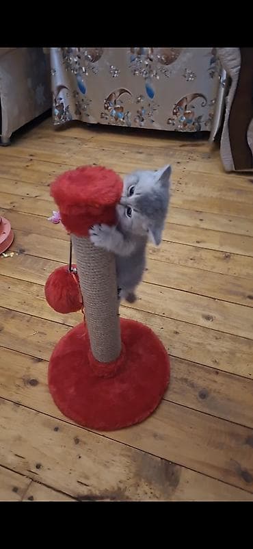 qəfəs böyük: Şotland yastı qulaq — 6