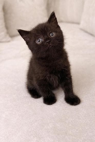 bala tutuquşu: Britan, Dişi, Yaxşı əllərə, Ünvandan götürmə — 1